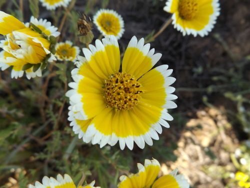 Layia platyglossa (tidy tips) (alternate view 8)