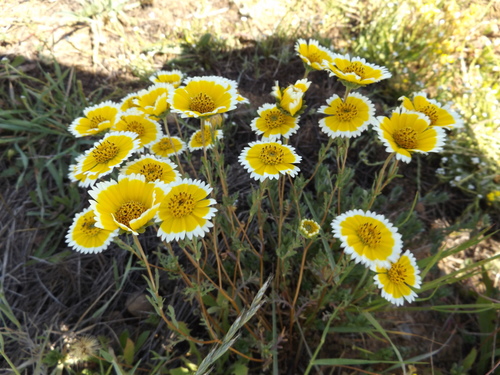 Layia platyglossa (tidy tips) (alternate view 9)