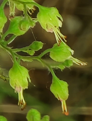 Heuchera americana (American Alumroot)