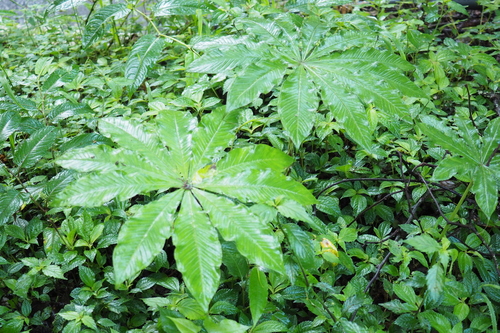 Arisaema taiwanense (Formosa Cobra Lily)