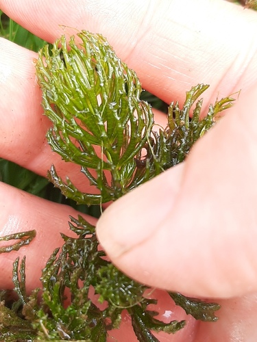 Ceratophyllum demersum (coontail) (alternate view 5)