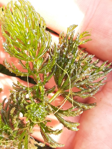 Ceratophyllum demersum (coontail) (alternate view 4)
