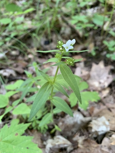 Houstonia purpurea (summer bluet) (alternate view 9)