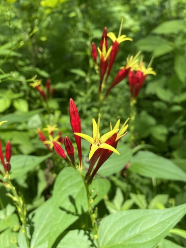 Spigelia marilandica (Indian Pink)