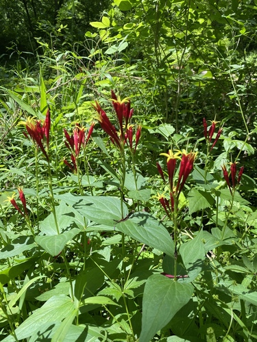 Spigelia marilandica (Indian Pink) (alternate view 2)