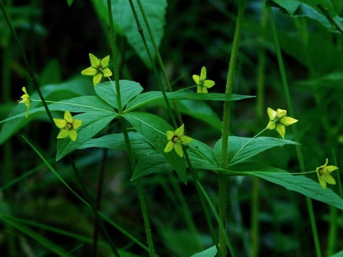 Lysimachia quadrifolia (whorled loosestrife) (alternate view 4)