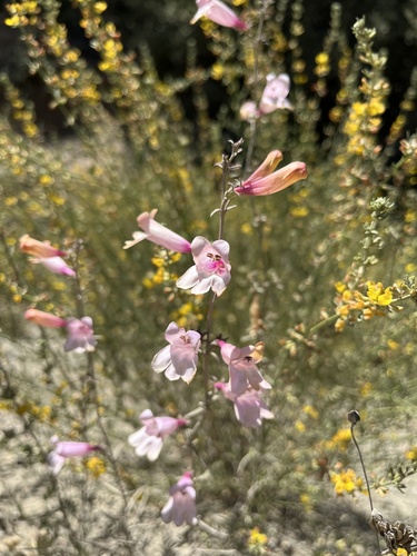 Penstemon heterophyllus (Bunchleaf Penstemon)
