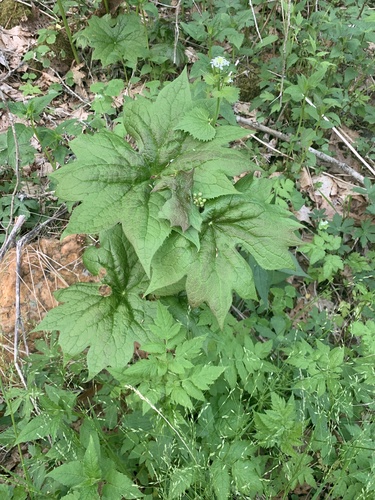 Diphylleia cymosa (Umbrella Leaf) (alternate view 3)