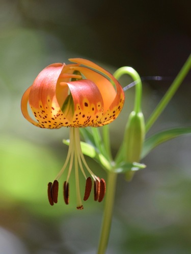 Lilium pardalinum (Leopard Lily)