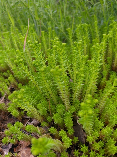 Sedum sexangulare (alternate view 4)