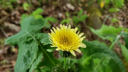 Sonchus oleraceus (annual sow thistle) (alternate view 5)