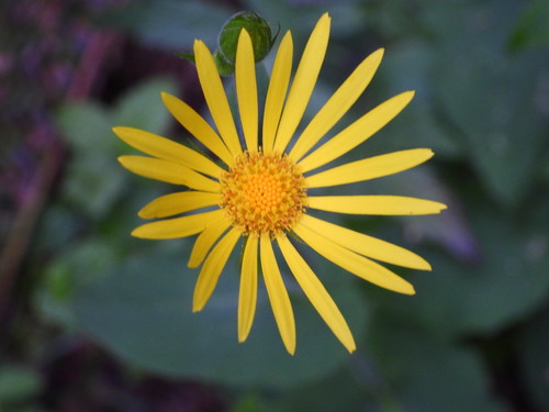 Doronicum pardalianches (Leopard's-bane)