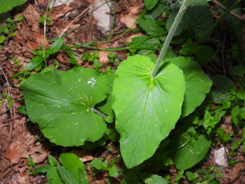 Doronicum pardalianches (Leopard's-bane)