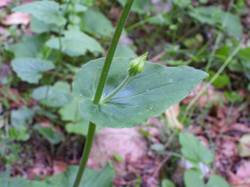 Doronicum pardalianches (Leopard's-bane)