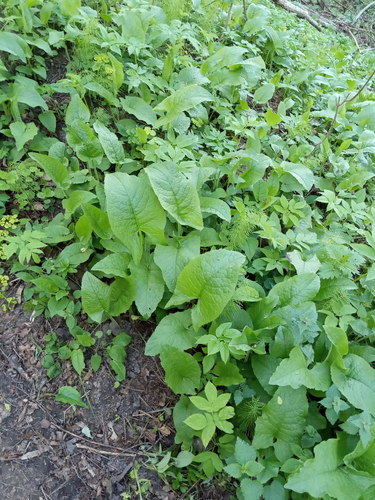 Cicerbita macrophylla (Common Blue-sow-thistle)