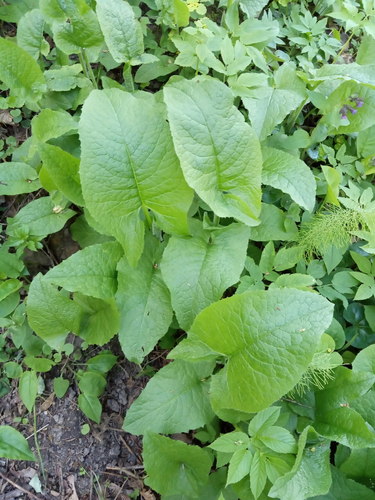 Cicerbita macrophylla (Common Blue-sow-thistle)