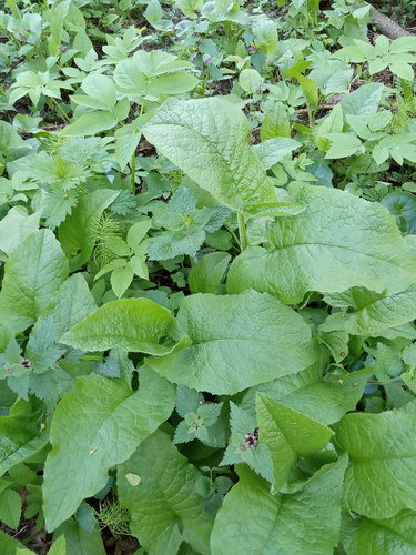 Cicerbita macrophylla (Common Blue-sow-thistle)