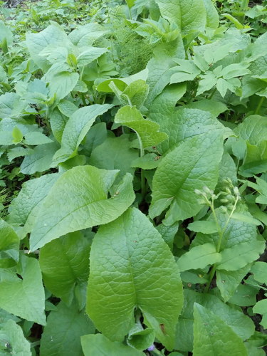 Cicerbita macrophylla (Common Blue-sow-thistle)