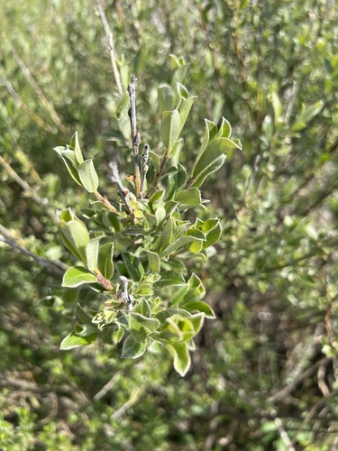 Salix repens (Creeping Willow)