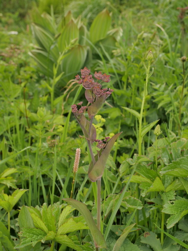 Bupleurum longifolium (Long-leaved Hare's Ear) (alternate view 5)