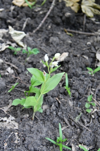 Cephalanthera damasonium (white helleborine)