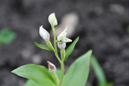 Cephalanthera damasonium (white helleborine)