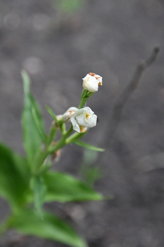 Cephalanthera damasonium (white helleborine)