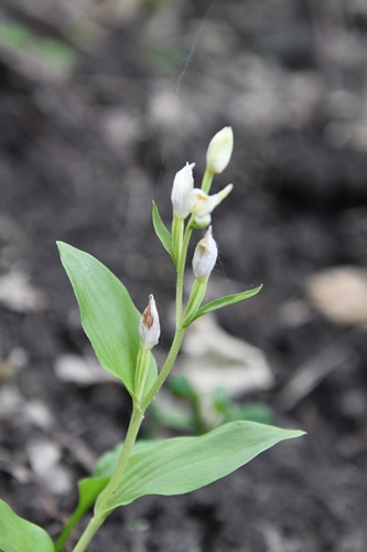 Cephalanthera damasonium (white helleborine)