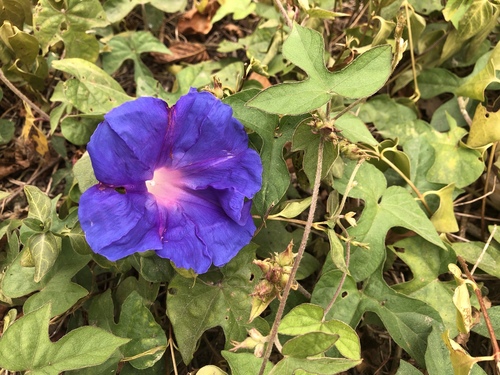 Ipomoea indica (oceanblue morning glory)