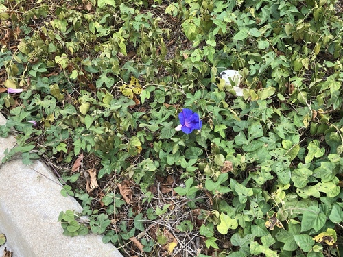Ipomoea indica (oceanblue morning glory)