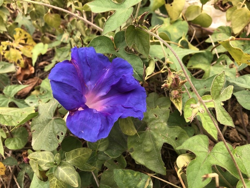 Ipomoea indica (oceanblue morning glory)