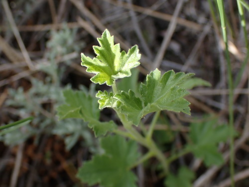Ribes cereum (wax currant) (alternate view 6)