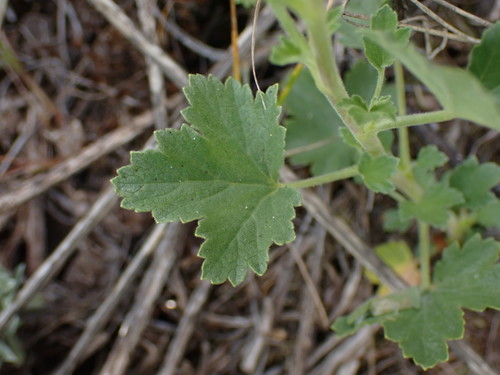 Ribes cereum (wax currant) (alternate view 7)