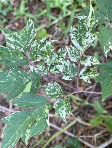 Nekemias arborea (peppervine)