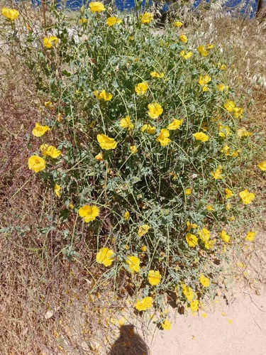 Glaucium flavum (Yellow Horned Poppy)