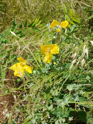 Glaucium flavum (Yellow Horned Poppy)