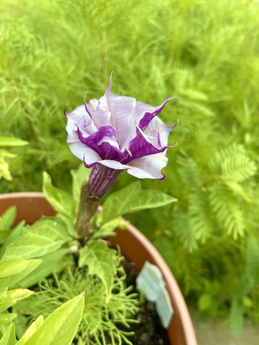 Datura metel (Devil's Trumpet Plant)