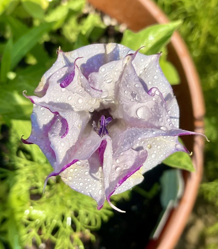 Datura metel (Devil's Trumpet Plant)