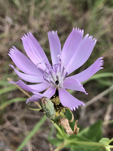 Lygodesmia texana (Texas Skeleton Plant)