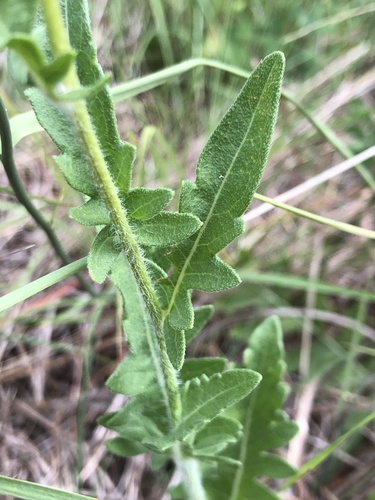 Lygodesmia texana (Texas Skeleton Plant) (alternate view 2)