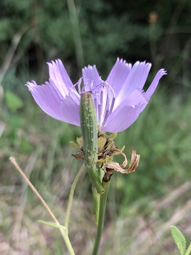 Lygodesmia texana (Texas Skeleton Plant) (alternate view 3)