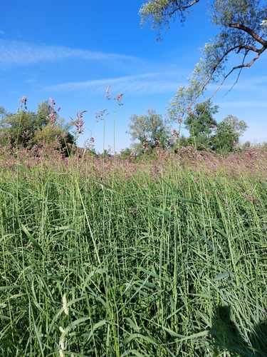 Phalaris (Canarygrasses) (alternate view 5)