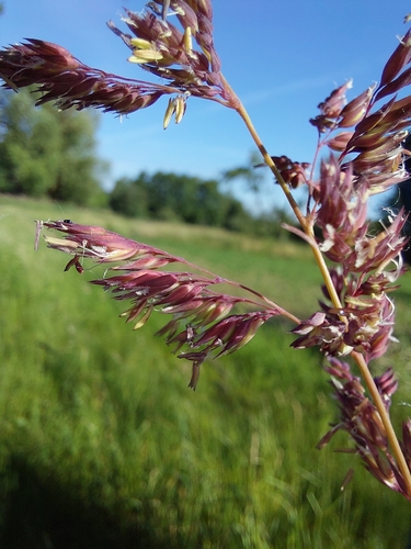 Phalaris (Canarygrasses) (alternate view 6)
