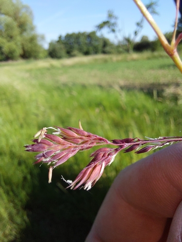 Phalaris (Canarygrasses) (alternate view 7)