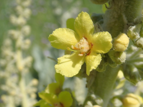 Verbascum bombyciferum (white felted mullein) (alternate view 2)