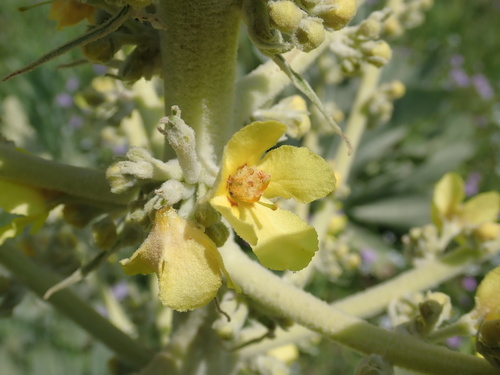 Verbascum bombyciferum (white felted mullein) (alternate view 3)