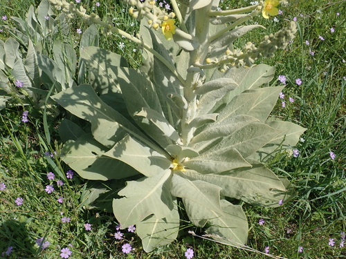 Verbascum bombyciferum (white felted mullein) (alternate view 4)