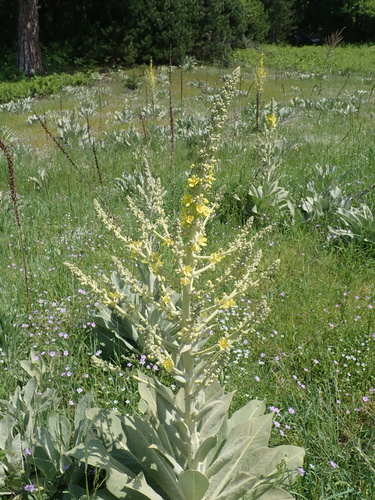 Verbascum bombyciferum (white felted mullein) (alternate view 5)