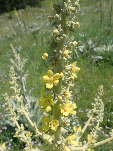 Verbascum bombyciferum (white felted mullein) (alternate view 6)