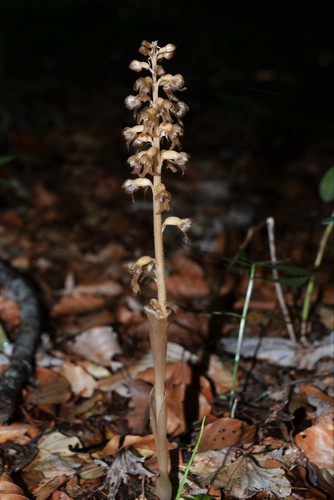 Neottia nidus-avis (bird's-nest orchid) (alternate view 2)